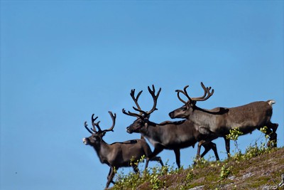 Samisk Naturforståelse: Løsninger på Naturødeleggelse
